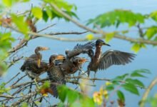 call attempts by weekday