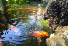 Maintain Perfect Water Clarity with a Reliable Large Pond Hoover