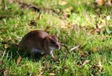 telecommunication council contact numbers