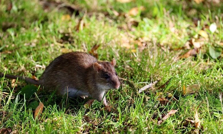 telecommunication council contact numbers